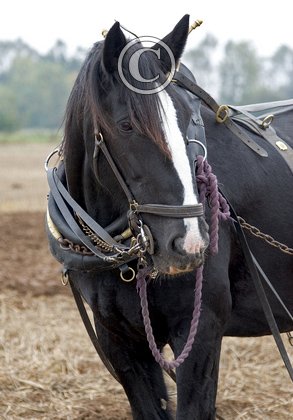 Heavy Horse DM1211